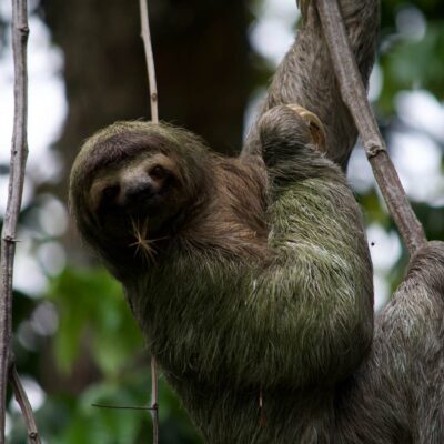 Rainforest Full Day Tour